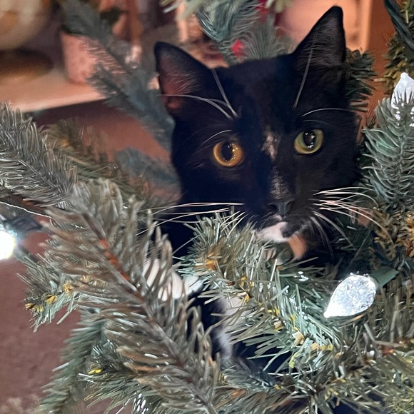 Meet your Posher, Susie - Picture 1 of 1